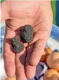  ??  ?? Black truffles can retail for up to $3500 a kilo.the most widely available in New Zealand is the Perigord black truffle.