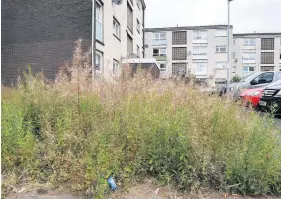  ??  ?? Wilderness
Lockdown forced grass-cutting to be put on hold