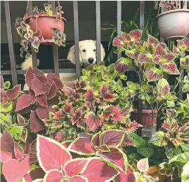  ??  ?? A cute photo of Villamor’s dog with her previous coleus plants.