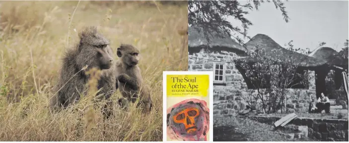  ?? Photos: Baboons by Jorge Tung Unsplash.com; The rondawel where Marais spent his last days (picture from the book Dark Stream by Leon Rousseau); Marais with his niece Edna Cross 1935 (picture from the book Dark Stream by Leon Rousseau) ??