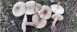  ?? Foto: Asmicas ?? Vorsicht, hochgiftig! Der Lepiota brunneoinc­arnata.