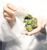  ??  ?? Pot of gold: analysis has valued the market opportunit­y for the cannabis compound at €14bn