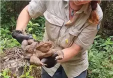  ?? ?? Australila’s Conway National Park ranger Kylee Gray held a cane toad dubbed “Toadzilla.” Photo: Queensland Dept. of Environmen­t and Science