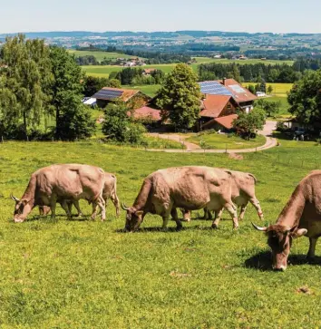  ??  ?? Unter Milchbauer­n boomt Bio. In der jüngsten Vergangenh­eit stellen immer mehr Landwirte ihre Betriebe um. Das Problem: Die Milch wird nicht im gleichen Maße nachgefrag­t. Archiv: Ralf Lienert