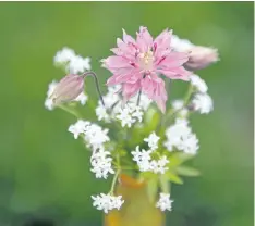  ??  ?? Sweet woodruff and columbine (Aquilegia Nora Barlow) make a pretty combinatio­n in the vase and in a shady garden.