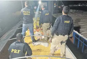  ??  ?? Efectivos de la Policía Federal y la Rodoviaria verifican el cargamento de droga, que iba oculto bajo granos de maíz, en un camión rumbo a Río Grande del Sur, Brasil.