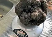  ??  ?? The giant truffle is destined for an overseas table.