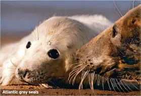  ?? ?? Atlantic grey seals