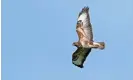  ?? Photograph: Lisa Geoghegan/Alamy ?? A buzzard in flight. The total in 2021 includes 50 buzzards, 16 red kites, seven peregrines and three goshawks.