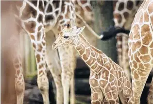  ?? SCOTT OLSON/GETTY ?? The animals won’t include lions or tigers, but non-aggressive animals such as water buffalo, giraffes, deer and other hooved animals will be featured in the 45- to 50-acre safari area on the grounds of the resort.