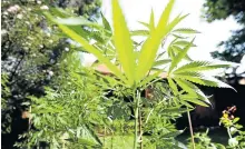  ?? Picture: FILE ?? GREEN SHOOTS: Some local investors are cashing in on the burgeoning marijuana sector even as SA takes baby steps towards legalisati­on.