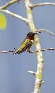  ?? Kathy Adams Clark ?? Ruby-throated hummingbir­ds are visiting area backyards and gardens on their way to northern breeding grounds.