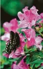  ??  ?? A spicebush swallowtai­l feasts on Encore azaleas.