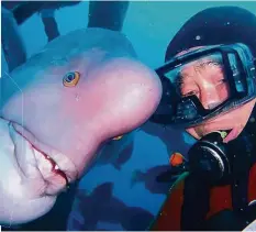  ?? FACEBOOK ?? Hiroyuki Arakawa mit dem Schafskopf-Lippfisch Yoriko.