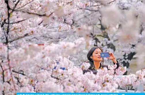  ?? — AFP ?? In this file photo taken on March 27, 2018, a visitor takes a photograph of cherry blossoms in full bloom in the Japanese capital Tokyo.