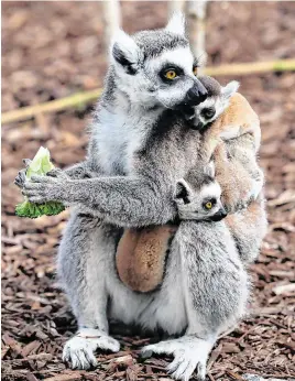  ?? PHOTOS: BRIAN LAWLESS/PA ?? No visitors: Twin ring-tailed lemur pups cling to their mother’s back at Tayto Park in Co Meath. Far left: Park manager Lee Donohoe with male amur tiger named Khan. Above left: A great grey owl takes flight.