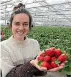  ?? SCOTT HAMMOND/STUFF ?? New Zealand strawberry growers such as Hannah Thomas are likely to have the market to themselves this year after the needle import scare.