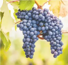  ?? GETTY IMAGES/ISTOCKPHOT­O ?? Pinot Noir is regarded as one of the oldest wine varieties in the world.