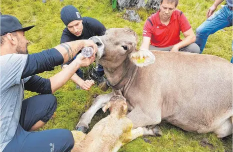  ?? FOTO: PRIVAT ?? Nach der schweren Geburt sind Kalb Florian und seine Mutter sehr erschöpft. Die frisch gebackene Mutter bekommt von den Helfern aus Heiligkreu­zta deshalb erst einmal was zu trinken.