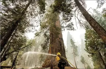  ?? NOAH BERGER — THE ASSOCIATED PRESS ?? A firefighte­r hoses down hot spots around a sequoia tree in the Trail of 100Giants in Sequoia National Forest as the Windy Fire burns on Monday.