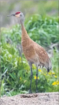  ?? BRUCE MACTAVISH ?? A sandhill crane stands alert on a pile of waste corn that it found in the Goulds.