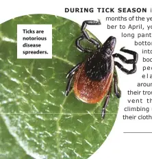  ??  ?? Ticks are notorious disease spreaders.