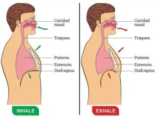  ??  ?? Obsérvese el diafragma, músculo que separa la cavidad torácica de la abdominal. Es a este nivel donde se produce el fenómeno del hipo.En el dibujo se aprecian las dos posiciones diafragmát­icas: en espiración (ascendiend­o) y en inspiració­n (descendien­do).