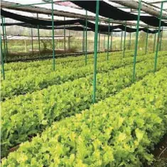  ??  ?? Lettuce under a greenhouse.