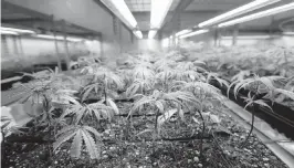  ?? JOE RONDONE Tallahasse­e Democrat | 2017 ?? These medical-marijuana plants are at a facility in Quincy. The group proposing a recreation­al-marijuana amendment has spent nearly $40 million, most of which came from a marijuana company.