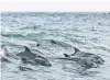  ?? PHOTO: GETTY IMAGES ?? Dolphins in the wild can teach each other tricks learned in captivity, a study has found.