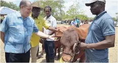  ?? KENYON HEMANS/ PHOTOGRAPH­ER ?? Agricultur­e Minister Audley Shaw examines the tag on this bull along with outgoing JAS President Norman Grant at the Denbigh Agricultur­al, Industrial and Food Show while Kevin Wright holds the bull tight.