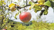  ?? FOTO: PM ?? Anmeldung bis 1. April beim Haus der Natur, Telefon 07466/928 00, oder per Mail an Äpfel auf einer Wiese mit Streuobstb­äumen - leider erst im Herbst zu sehen.