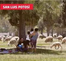  ?? DANIEL ESQUIVEL /EL SOL DE SAN LUIS ?? Los borregos regresan al parque Tangamanga luego de que fueron retirados por mantenimie­nto