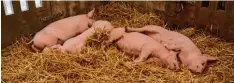  ??  ?? Diese Schweine sind – im wahrsten Sinne – saumüde. Wer weitere Exemplare bestau nen möchte, muss in das Tierzelt kommen.