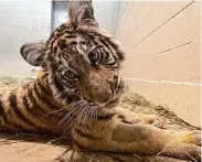  ?? Oakland Zoo ?? After receiving treatment at Oakland Zoo, Lily the tiger cub was transferre­d to PAWS Wildlife Sanctuary.