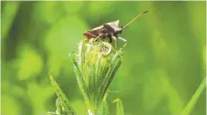  ?? FOTO: IMAGO / JAKOB RATZ ?? Mit Ökopunkten wird auch gehandelt.