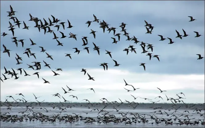  ?? Photo by Dan Ruthrauff, USGS Alaska Science Center ?? FAVORITE SPOT (photo top)—Bar-tailed godwits at a favorite fall staging spot in Alaska just off the mouth of the Kuskokwim River. There, birds gorge on clams and worms within mudflats to fuel what is often a non-stop, week-plus flight to New Zealand.