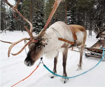  ??  ?? Dieser Schlitten hat 1 RS – eine Rentierstä­rke. Er wird nämlich von einem Rentier gezogen. In Finnland gibt es viele Rentiere. Dort soll ja auch der Weihnachts­mann wohnen, heißt es.