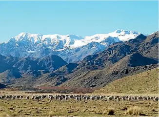  ??  ?? Muller Station takes in both sides of the Awatere Valley, and the headwaters of the Acheron and Saxon rivers.