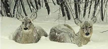  ?? These two deer don’t seem overly impressed with the recent snowfall on Darlings Island NB. (Bonnie Massey) ??