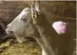  ?? ANITA KRAJNC PHOTO ?? Lily the goat enjoys her new home at Meadowlark­e Stables North.