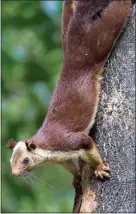  ?? GETTY IMAGES ?? A giant Malabar squirrel from India is a deep purple or maroon color.