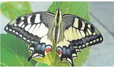  ?? FOTO: DIETMAR BORBE ?? Der Schwalbens­chwanz gehört zu den prächtigst­en Schmetterl­ingen, die in Heiligenha­us zu beobachten sind.