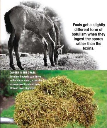  ??  ?? DANGER IN THE GRASS: Botulism bacteria can thrive in the warm, moist, anaerobic environmen­t inside a clump of fresh lawn clippings. Foals get a slightly different form of botulism when they ingest the spores rather than the
toxins.