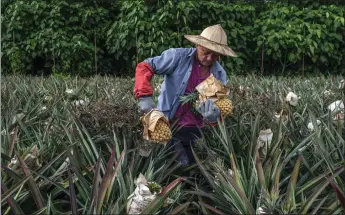  ?? PHOTOS BY LAM YIK FEI — THE NEW YORK TIMES ?? Hsieh Kun-sung, 61, a farmer, harvests his pineapple crop in the southern Taiwanese city of Kaohsiung on June 15. Hsieh says his business has been thriving since Taiwanese rallied in support after China stopped buying the fruit.