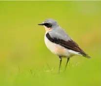  ??  ?? DANGER ZONE The wheatear sports an eye-band like a highwayman, but his is the perilous journey, as feathers of a predated relative show (inset opposite).