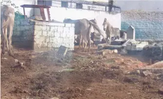  ??  ?? Horses tied to the gravestone­s inside a graveyard in the city.