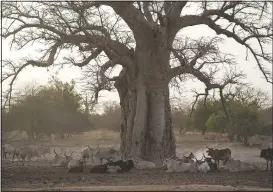  ?? ?? Cows stand under a baobab tree April 19 near a borehole that supplies water to the village of Loumboul Dakaa, Senegal.
