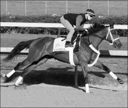  ?? BARBARA D. LIVINGSTON ?? The 3-year-old filly Farrell breezes six furlongs in 1:13 under Channing Hill on Wednesday at Churchill Downs.