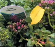  ?? DEAN FOSDICK — ASSOCIATED PRESS ?? This Sept. 20 photo shows an array of sedum at Bayview Farm and Garden near Langley, Wash., and would be a good choice for an indoor garden. Dish gardens generally consist of several different plants in a single container. The most important thing is choosing plant varieties requiring similar surroundin­gs and care.